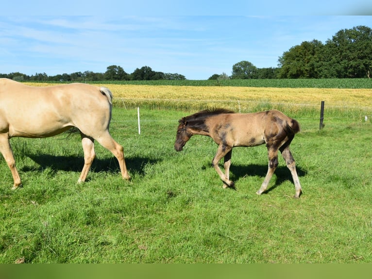 American Quarter Horse Hengst Fohlen (03/2026) 153 cm Buckskin in Nordhorn
