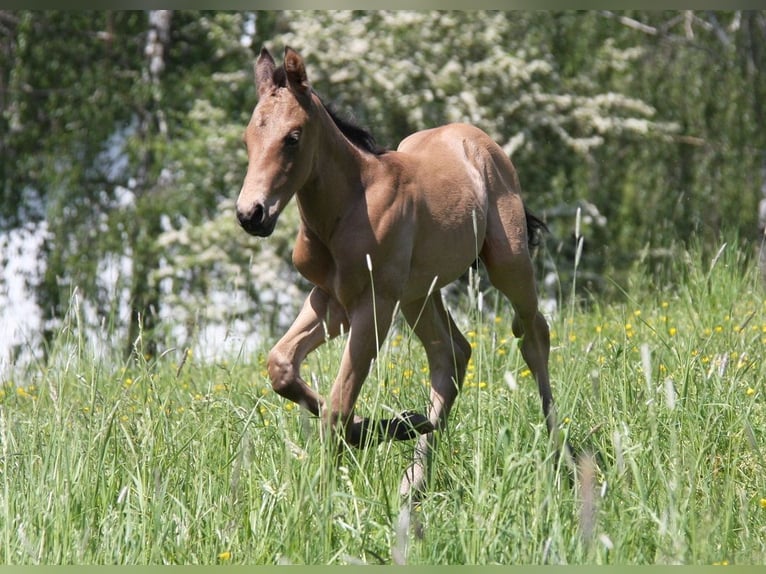 American Quarter Horse Hengst Fohlen (05/2024) 153 cm Buckskin in Langenbach