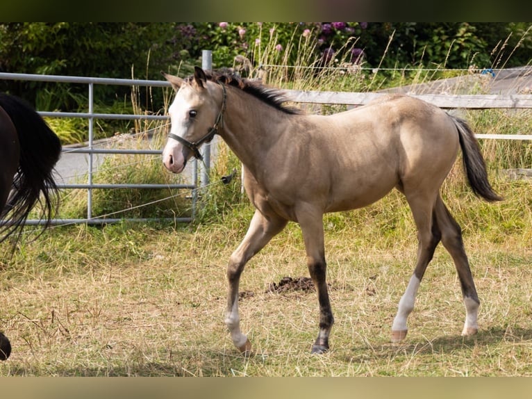 American Quarter Horse Hengst Fohlen (05/2024) 153 cm Buckskin in Radevormwald