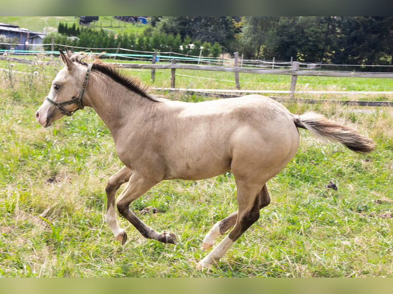 American Quarter Horse Hengst Fohlen (05/2024) 153 cm Buckskin in Radevormwald