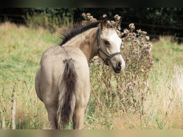 American Quarter Horse Hengst Fohlen (05/2024) 153 cm Buckskin in Radevormwald