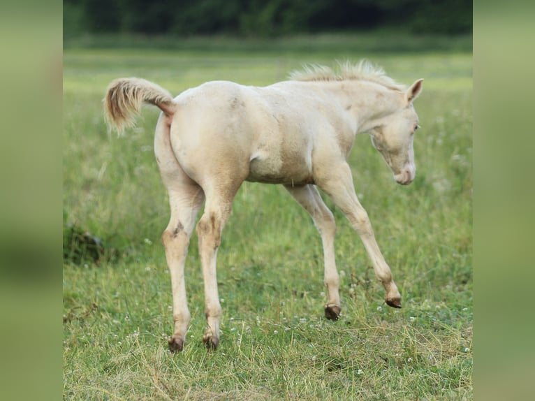 American Quarter Horse Hengst Fohlen (03/2025) 153 cm Champagne in Waldshut-Tiengen