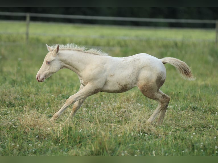 American Quarter Horse Hengst Fohlen (03/2025) 153 cm Champagne in Waldshut-Tiengen