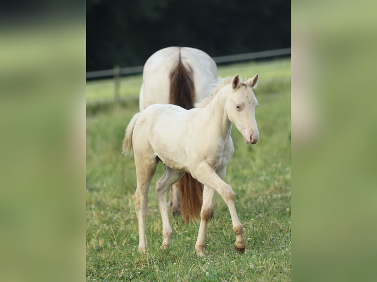 American Quarter Horse Hengst Fohlen (03/2025) 153 cm Champagne in Waldshut-Tiengen