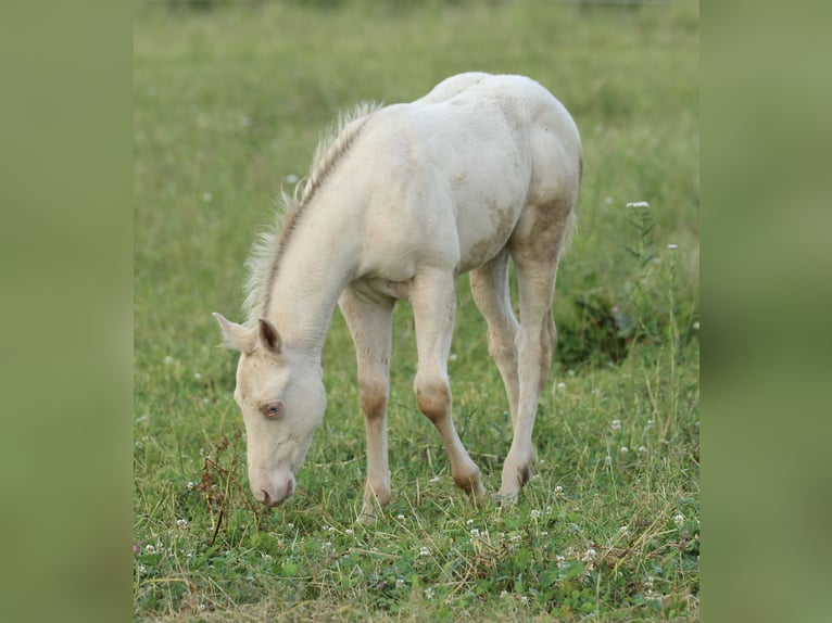 American Quarter Horse Hengst Fohlen (03/2025) 153 cm Champagne in Waldshut-Tiengen