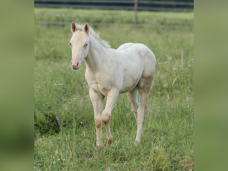 American Quarter Horse Hengst Fohlen (03/2025) 153 cm Champagne in Waldshut-Tiengen
