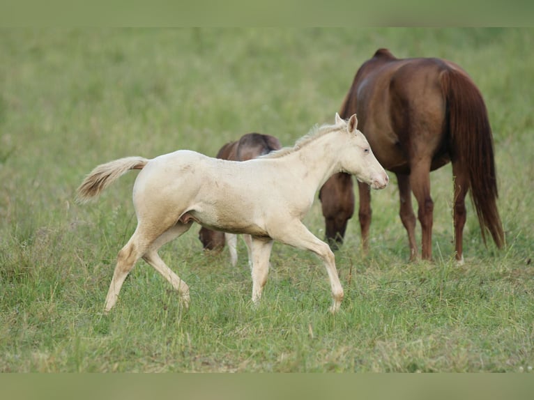 American Quarter Horse Hengst Fohlen (03/2025) 153 cm Champagne in Waldshut-Tiengen