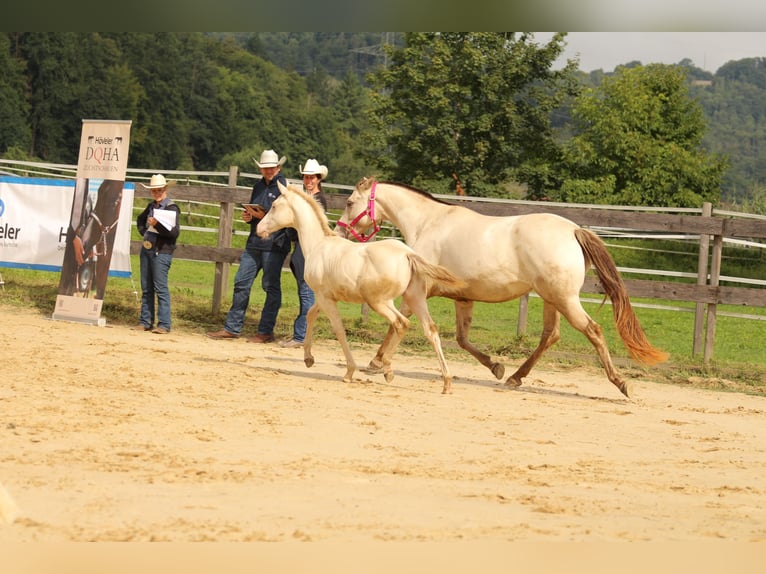 American Quarter Horse Hengst Fohlen (03/2025) 153 cm Champagne in Waldshut-Tiengen