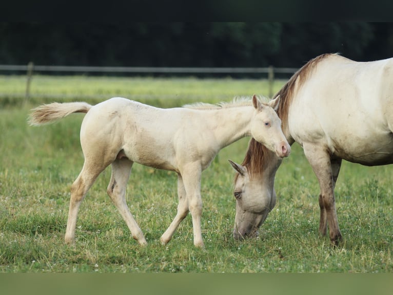 American Quarter Horse Hengst Fohlen (03/2025) 153 cm Champagne in Waldshut-Tiengen