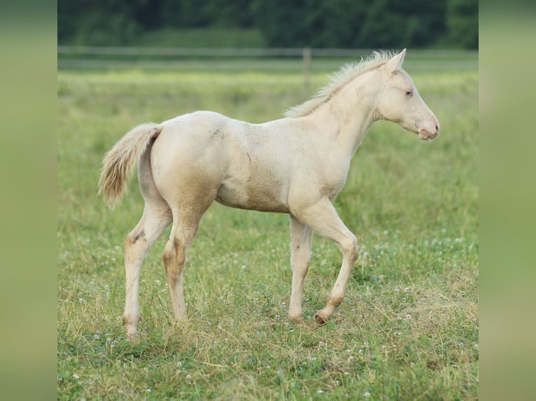 American Quarter Horse Hengst Fohlen (03/2025) 153 cm Champagne in Waldshut-Tiengen