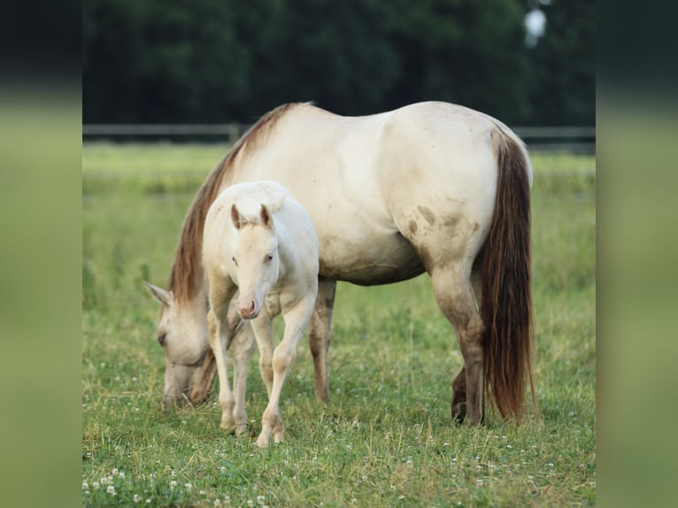 American Quarter Horse Hengst Fohlen (03/2025) 153 cm Champagne in Waldshut-Tiengen