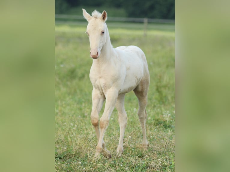 American Quarter Horse Hengst Fohlen (03/2025) 153 cm Champagne in Waldshut-Tiengen