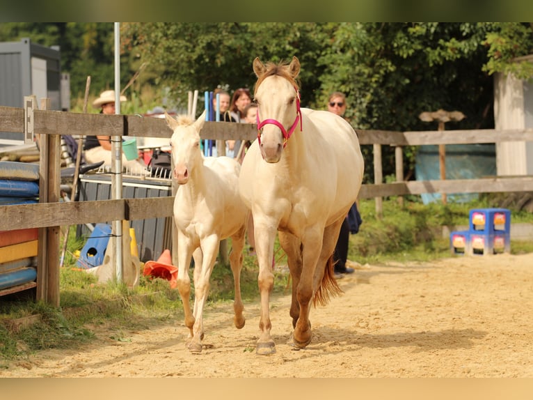 American Quarter Horse Hengst Fohlen (03/2025) 153 cm Champagne in Waldshut-Tiengen