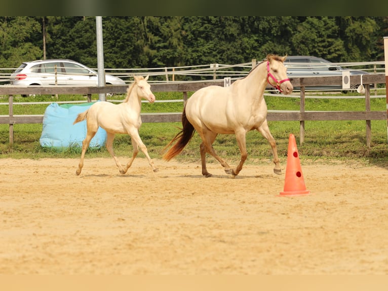 American Quarter Horse Hengst Fohlen (03/2025) 153 cm Champagne in Waldshut-Tiengen