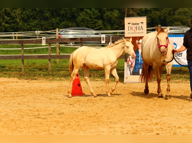 American Quarter Horse Hengst Fohlen (03/2025) 153 cm Champagne in Waldshut-Tiengen