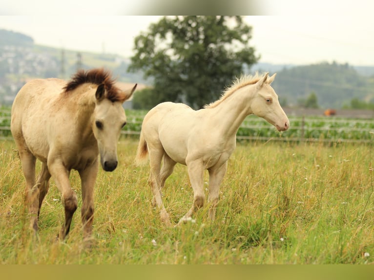 American Quarter Horse Hengst Fohlen (03/2025) 153 cm Champagne in Waldshut-Tiengen