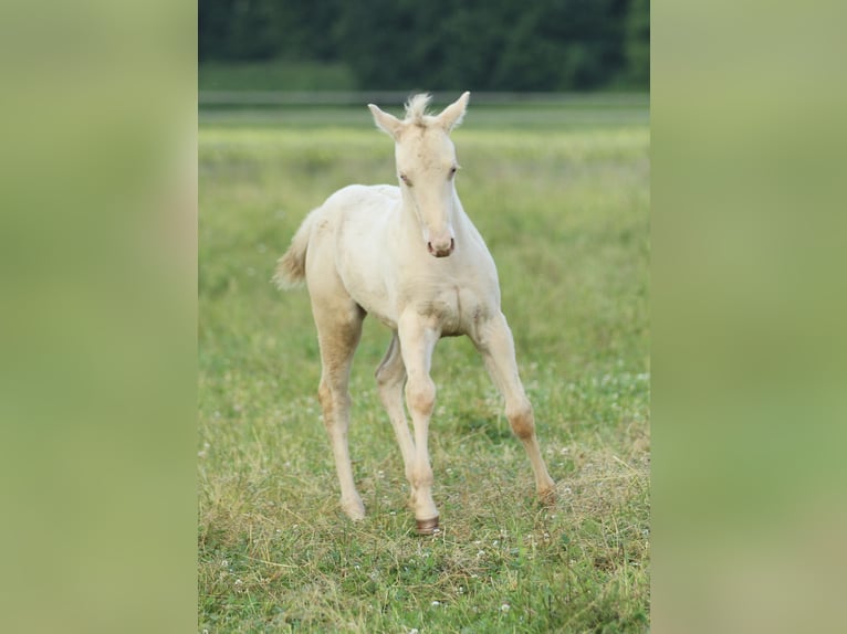 American Quarter Horse Hengst Fohlen (03/2025) 153 cm Champagne in Waldshut-Tiengen