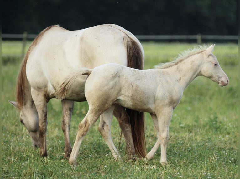 American Quarter Horse Hengst Fohlen (03/2025) 153 cm Champagne in Waldshut-Tiengen