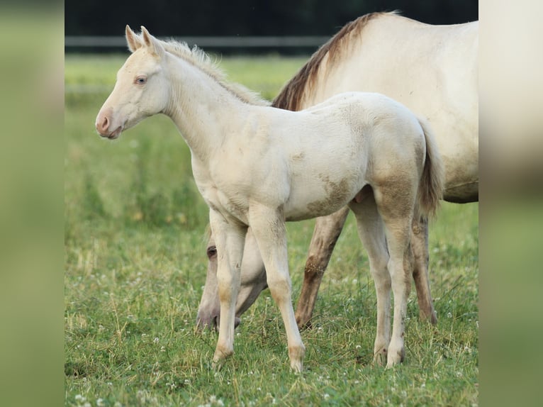 American Quarter Horse Hengst Fohlen (03/2025) 153 cm Champagne in Waldshut-Tiengen