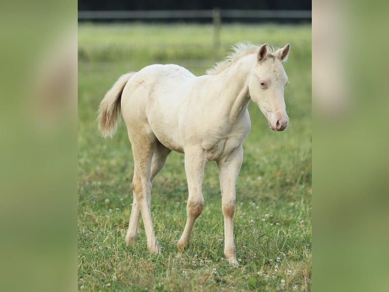American Quarter Horse Hengst Fohlen (03/2025) 153 cm Champagne in Waldshut-Tiengen