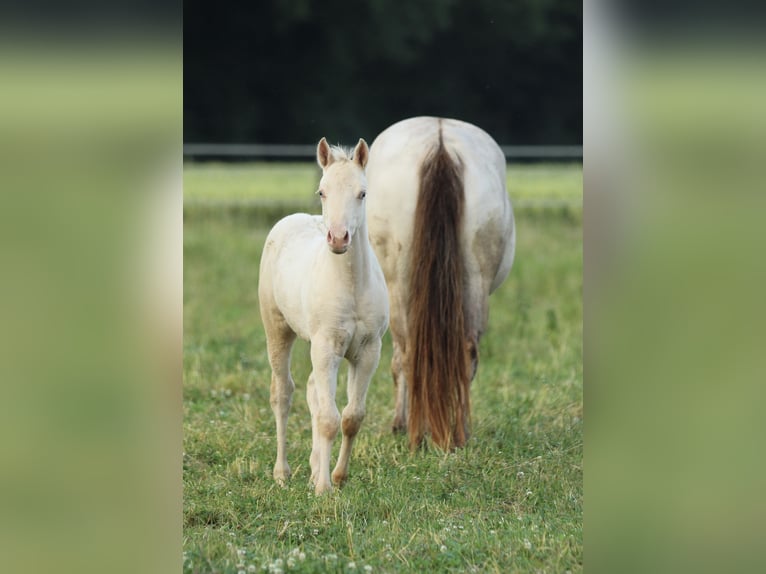 American Quarter Horse Hengst Fohlen (03/2025) 153 cm Champagne in Waldshut-Tiengen