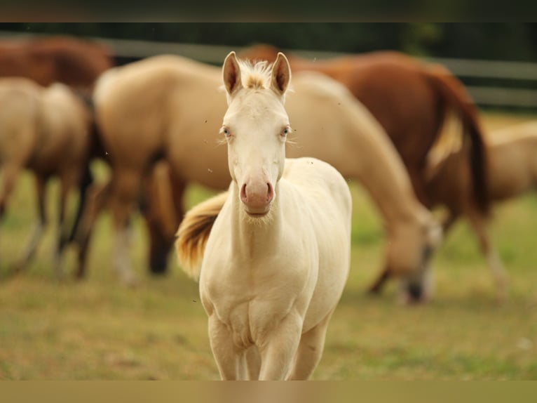 American Quarter Horse Hengst Fohlen (03/2025) 153 cm Champagne in Waldshut-Tiengen