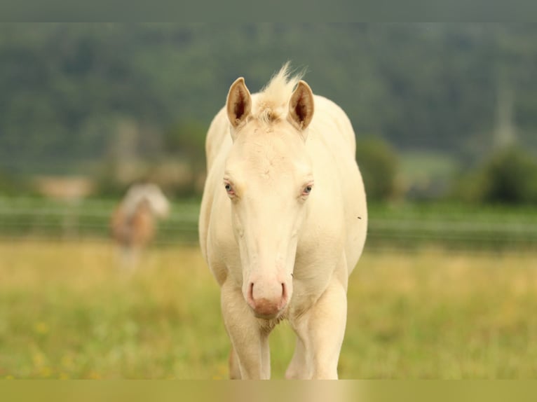 American Quarter Horse Hengst Fohlen (03/2025) 153 cm Champagne in Waldshut-Tiengen