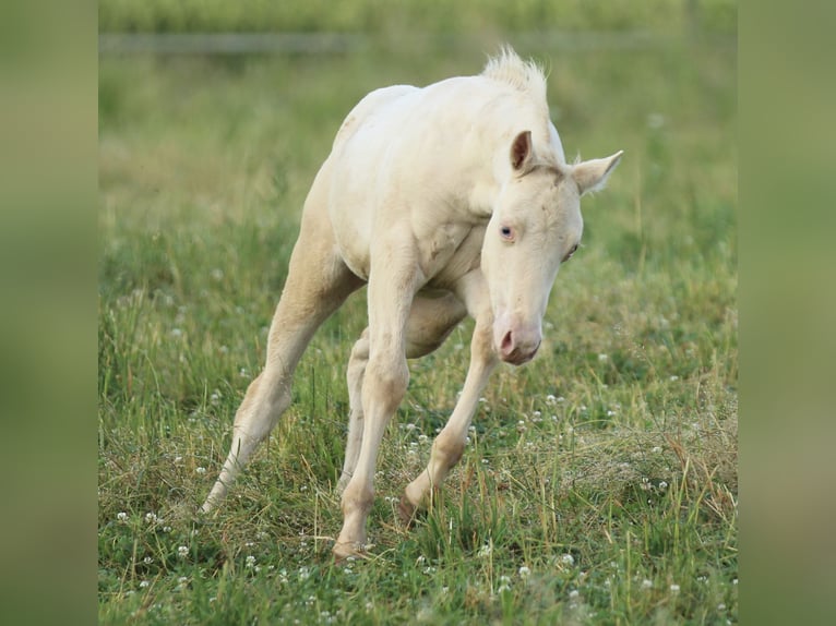 American Quarter Horse Hengst Fohlen (03/2025) 153 cm Champagne in Waldshut-Tiengen