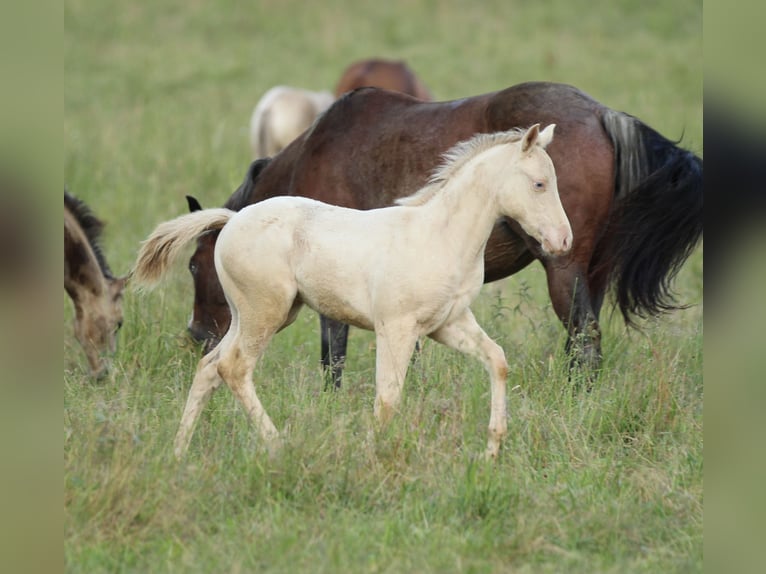 American Quarter Horse Hengst Fohlen (03/2025) 153 cm Champagne in Waldshut-Tiengen