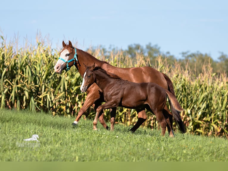 American Quarter Horse Hengst Fohlen (05/2025) 153 cm Dunkelfuchs in Senden