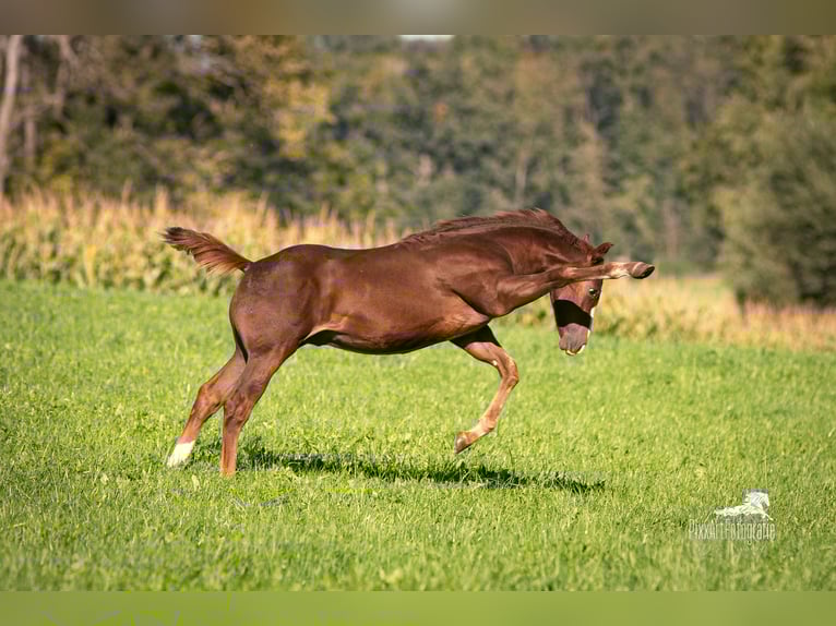American Quarter Horse Hengst Fohlen (05/2025) 153 cm Dunkelfuchs in Senden