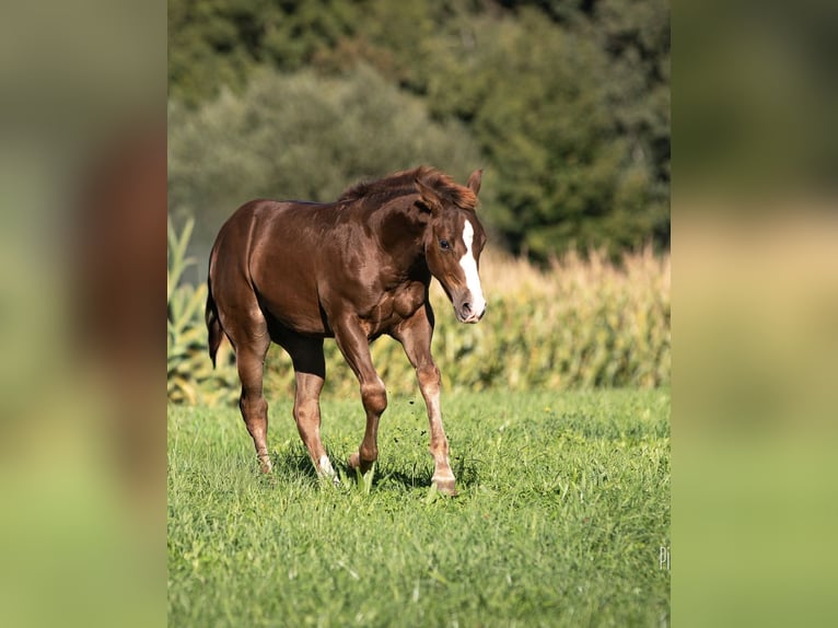American Quarter Horse Hengst Fohlen (05/2025) 153 cm Dunkelfuchs in Senden