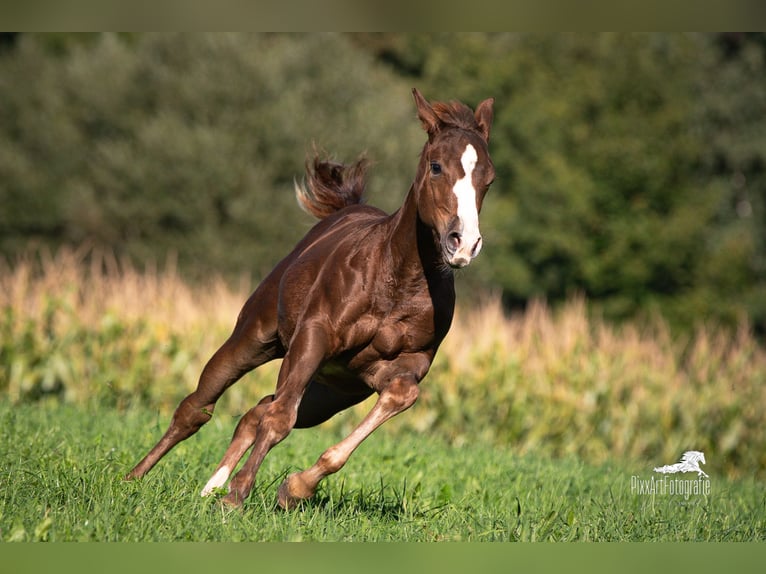 American Quarter Horse Hengst Fohlen (05/2025) 153 cm Dunkelfuchs in Senden
