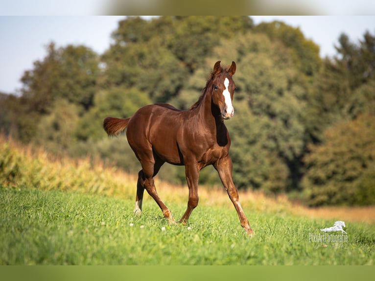 American Quarter Horse Hengst Fohlen (05/2025) 153 cm Dunkelfuchs in Senden