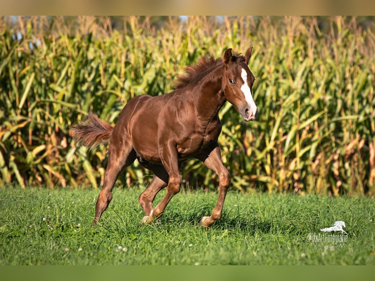 American Quarter Horse Hengst Fohlen (05/2025) 153 cm Dunkelfuchs in Senden