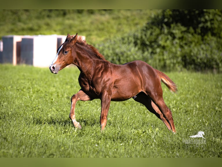 American Quarter Horse Hengst Fohlen (05/2025) 153 cm Dunkelfuchs in Senden