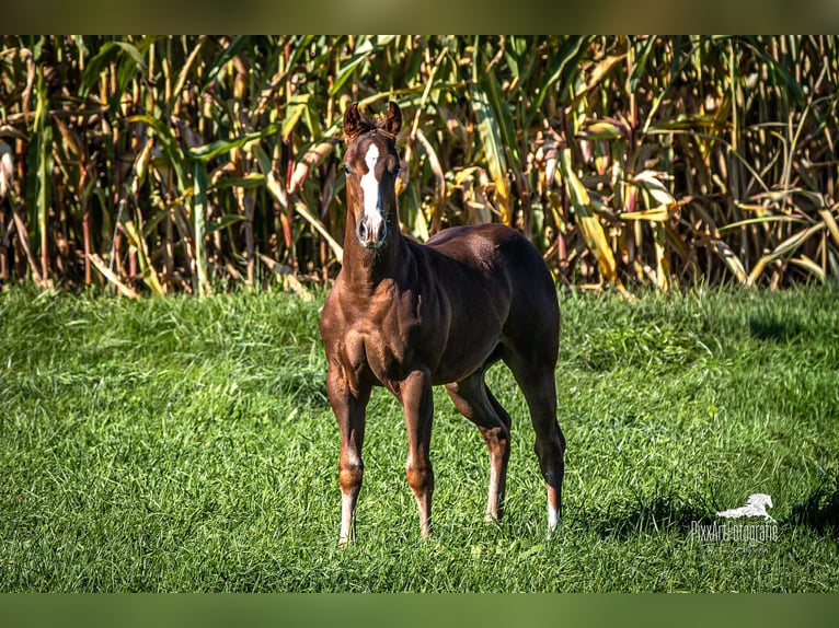 American Quarter Horse Hengst Fohlen (05/2025) 153 cm Dunkelfuchs in Senden