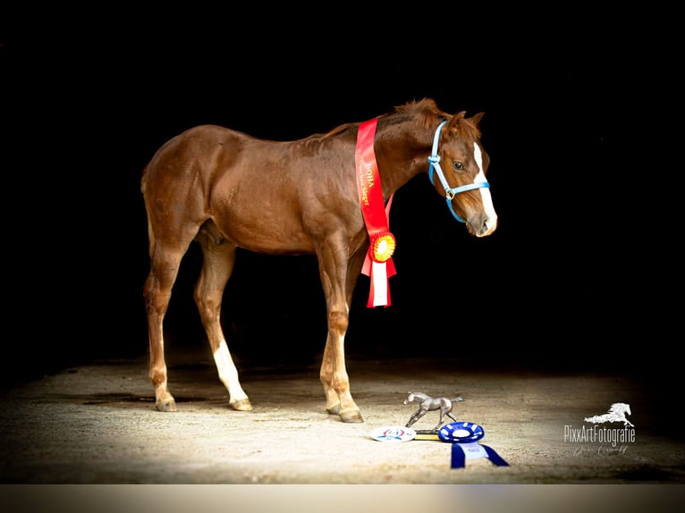 American Quarter Horse Hengst Fohlen (05/2025) 153 cm Dunkelfuchs in Senden