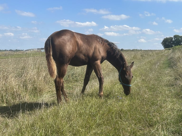 American Quarter Horse Hengst Fohlen (03/2025) 153 cm Dunkelfuchs in Steinebrunn