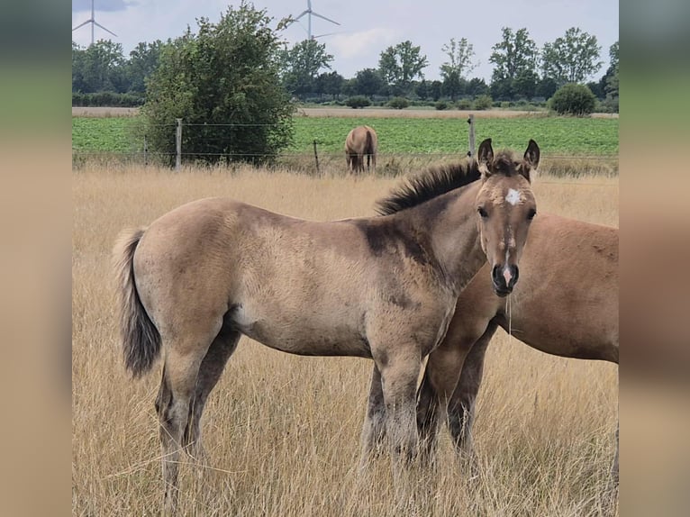 American Quarter Horse Hengst Fohlen (05/2025) 153 cm Falbe in Neustadt am R&#xFC;benberge