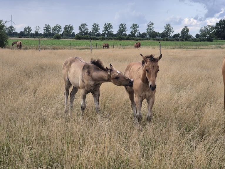 American Quarter Horse Hengst Fohlen (05/2025) 153 cm Falbe in Neustadt am R&#xFC;benberge