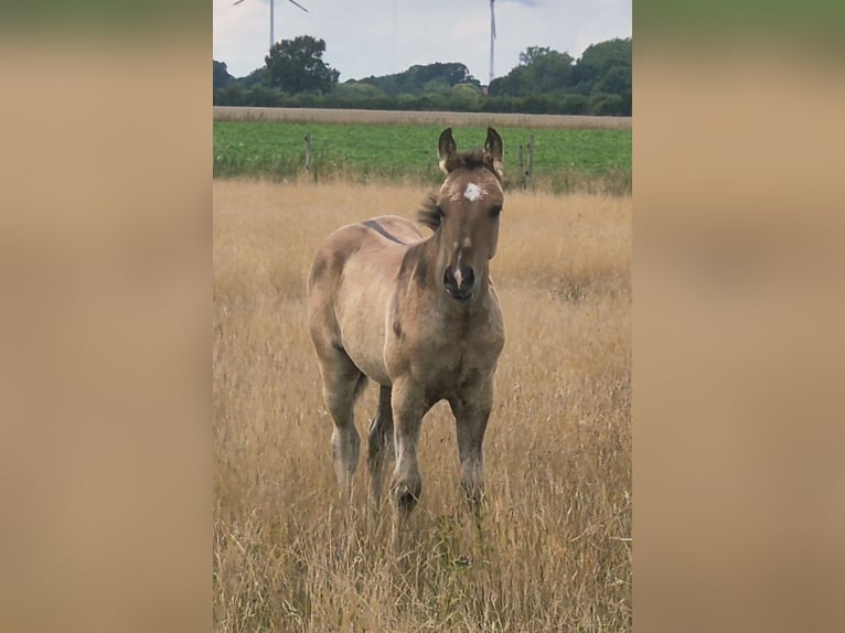 American Quarter Horse Hengst Fohlen (05/2025) 153 cm Falbe in Neustadt am R&#xFC;benberge