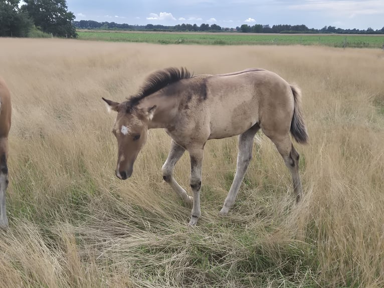 American Quarter Horse Hengst Fohlen (05/2025) 153 cm Falbe in Neustadt am R&#xFC;benberge