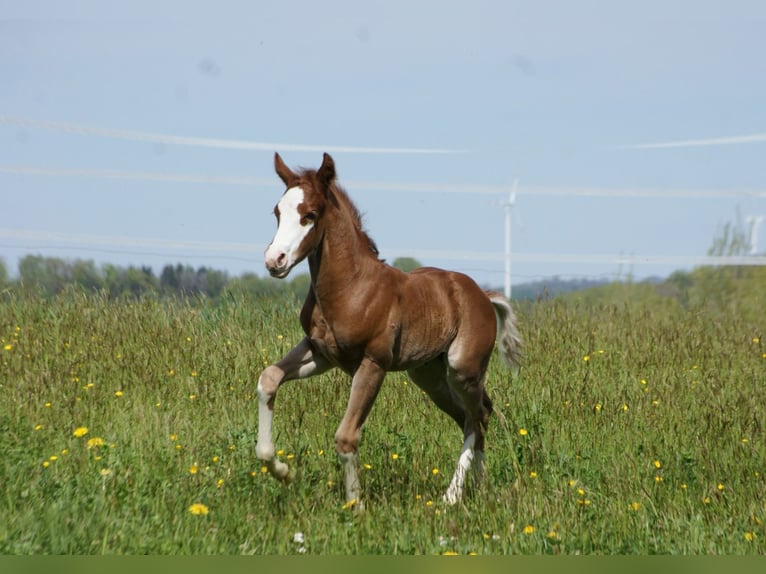 American Quarter Horse Hengst Fohlen (04/2025) 153 cm Fuchs in Breitenbach