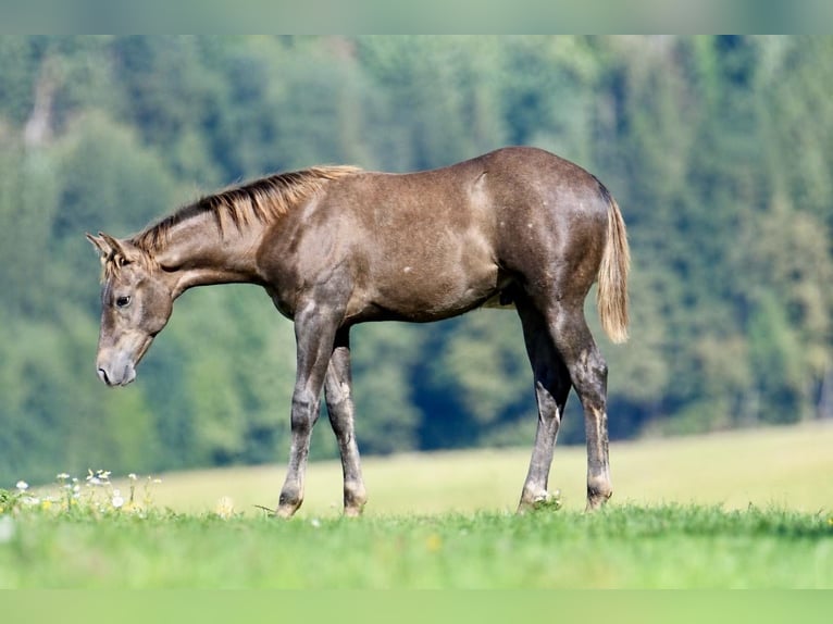 American Quarter Horse Hengst Fohlen (04/2026) 153 cm Kann Schimmel werden in Pichl bei Wels