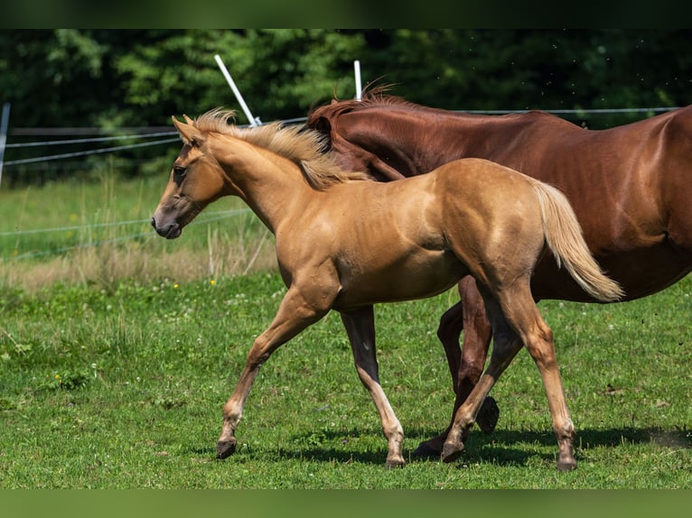 American Quarter Horse Hengst Fohlen (04/2025) 153 cm Palomino in Dietenheim