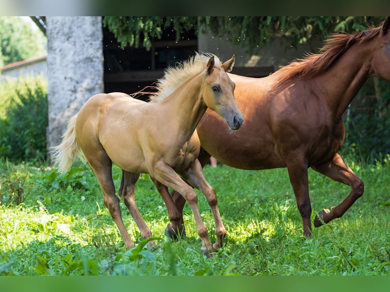 American Quarter Horse Hengst Fohlen (04/2025) 153 cm Palomino in Dietenheim