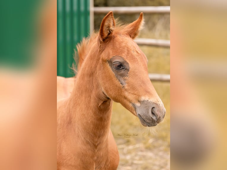 American Quarter Horse Hengst Fohlen (05/2025) 153 cm in Lahn