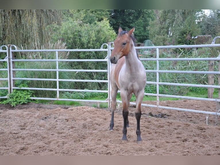 American Quarter Horse Hengst Fohlen (06/2024) 153 cm Roan-Bay in Bückeburg Evesen