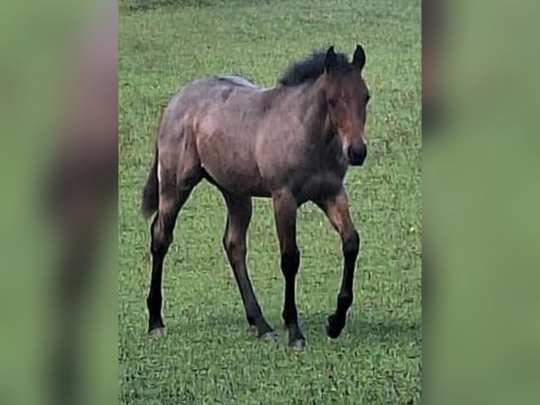 American Quarter Horse Hengst Fohlen (03/2026) 153 cm Roan-Bay in Ostermiething